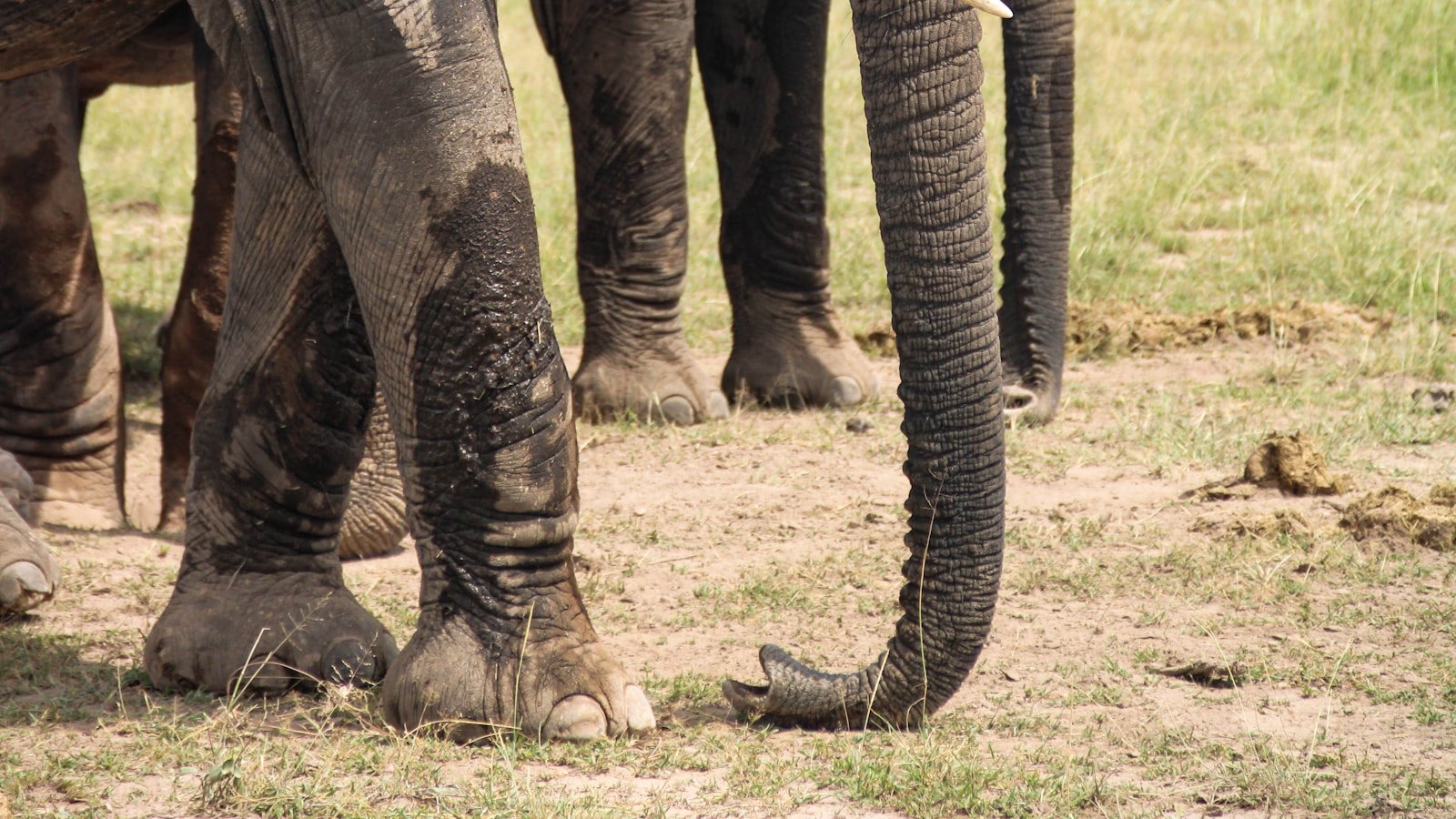 Amboseli National Park: Kenya safari destination