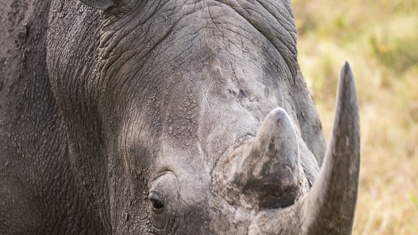 Laikipia Plateau (Ol Pejeta, Lewa): Kenya safari destination
