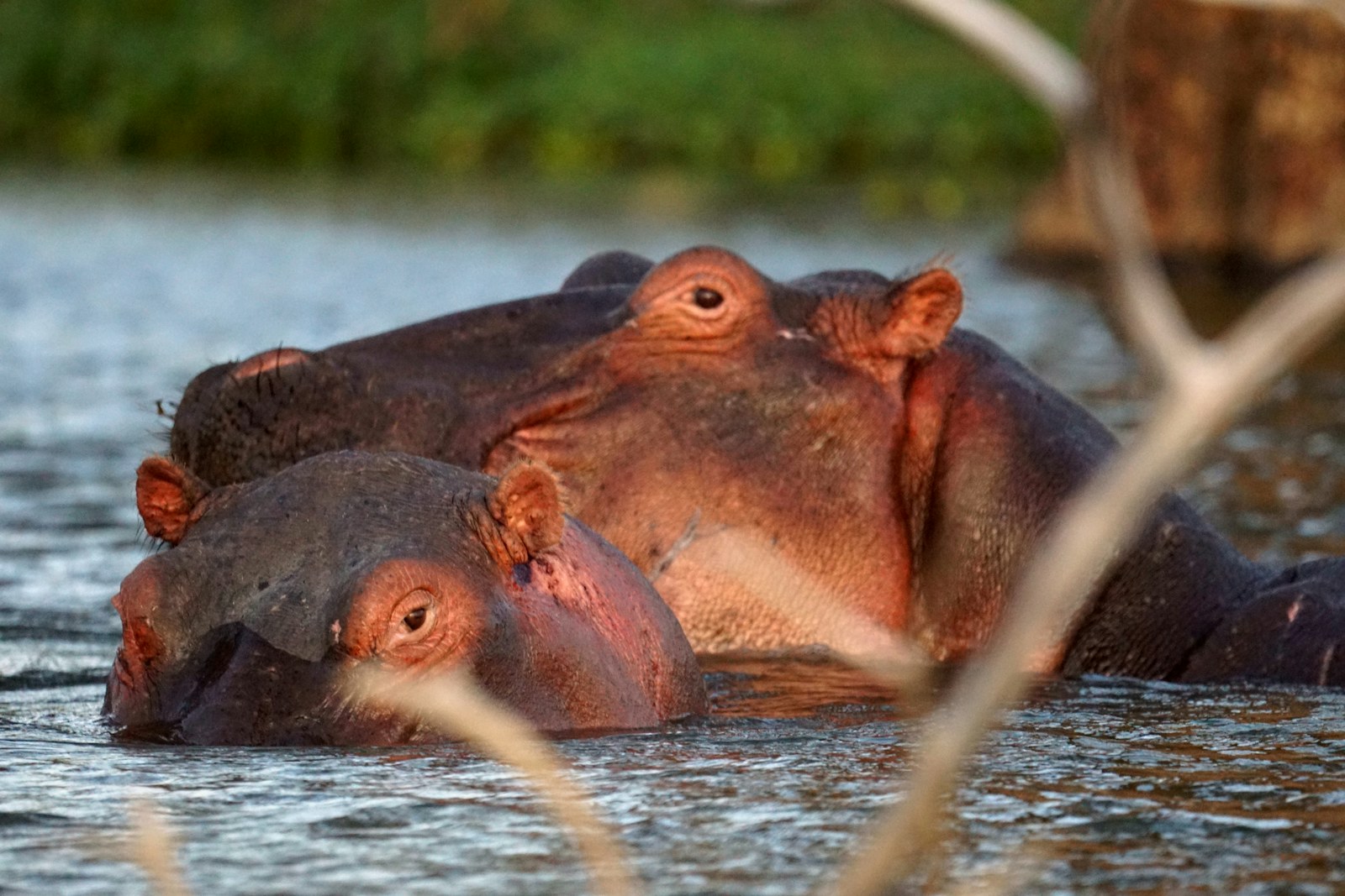 Lake Naivasha & Hell's Gate: Kenya safari destination