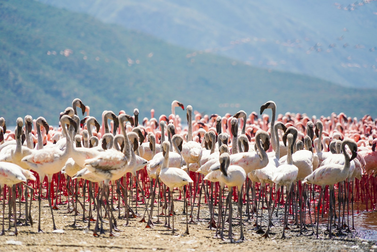 Lake Nakuru National Park: Kenya safari destination