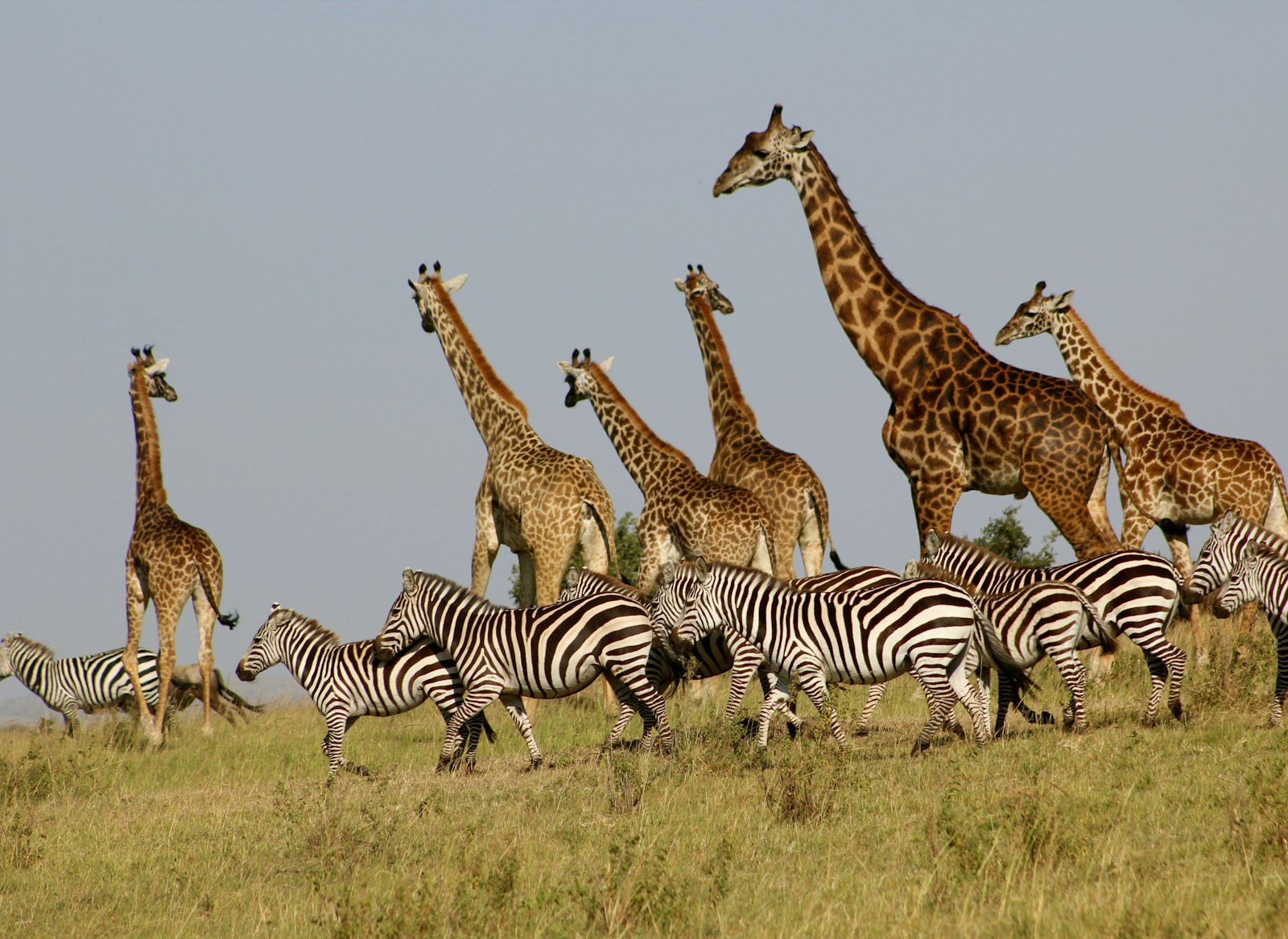 Maasai Mara National Reserve: Kenya safari destination