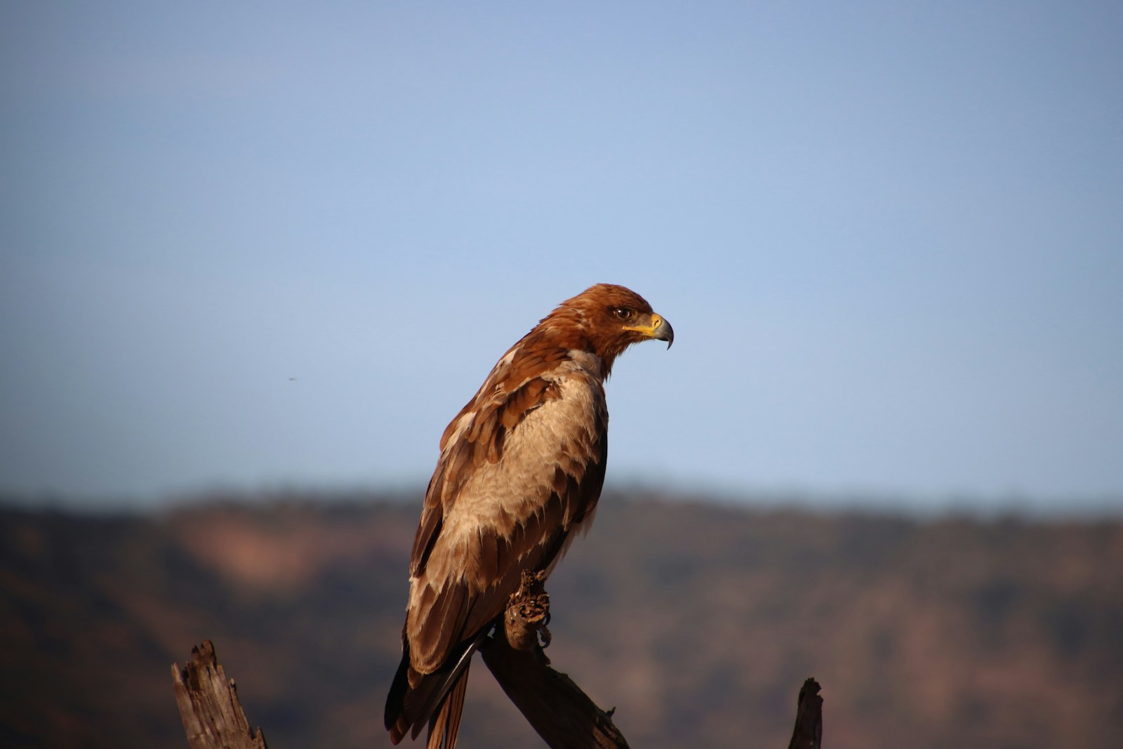 Meru National Park: Kenya safari destination