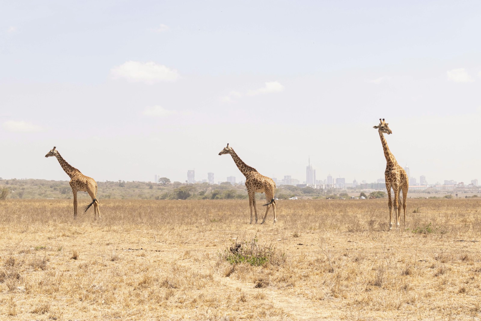 Nairobi National Park: Kenya safari destination