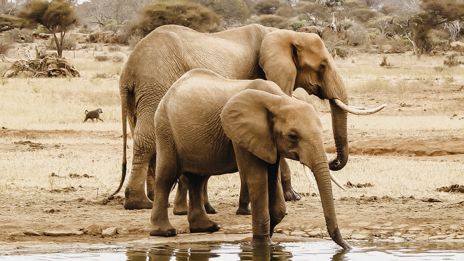Tsavo East & Tsavo West: Kenya safari destination