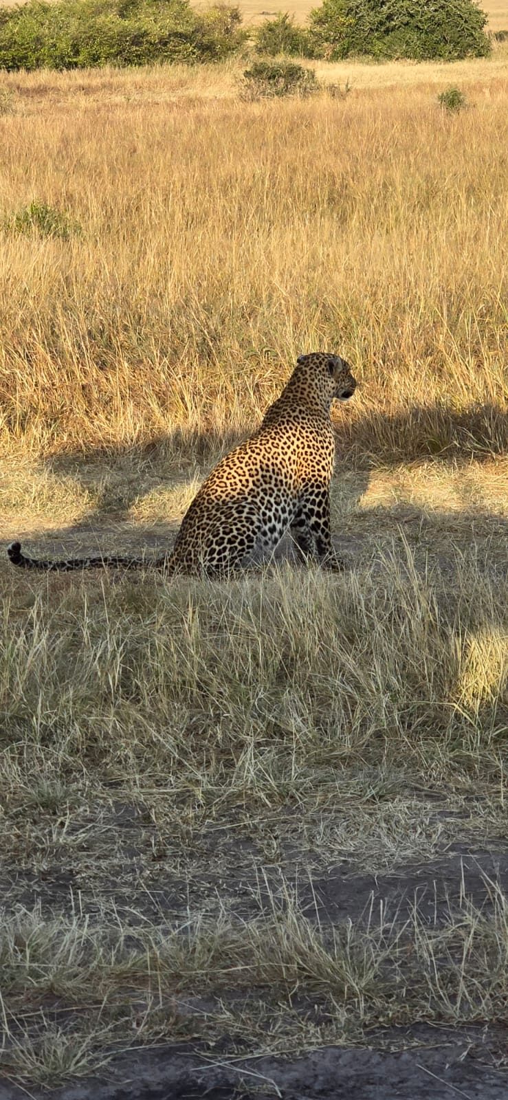 Wildlife on the Kenyan plains