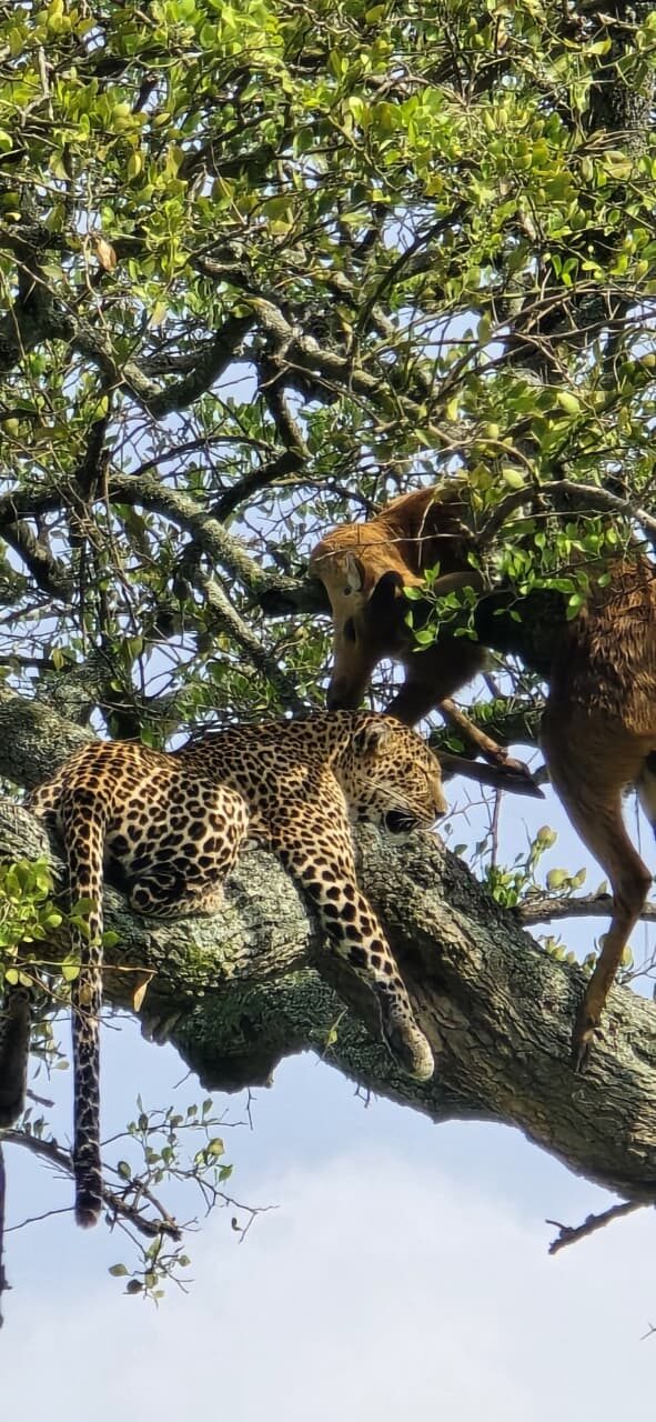 Big Cat country