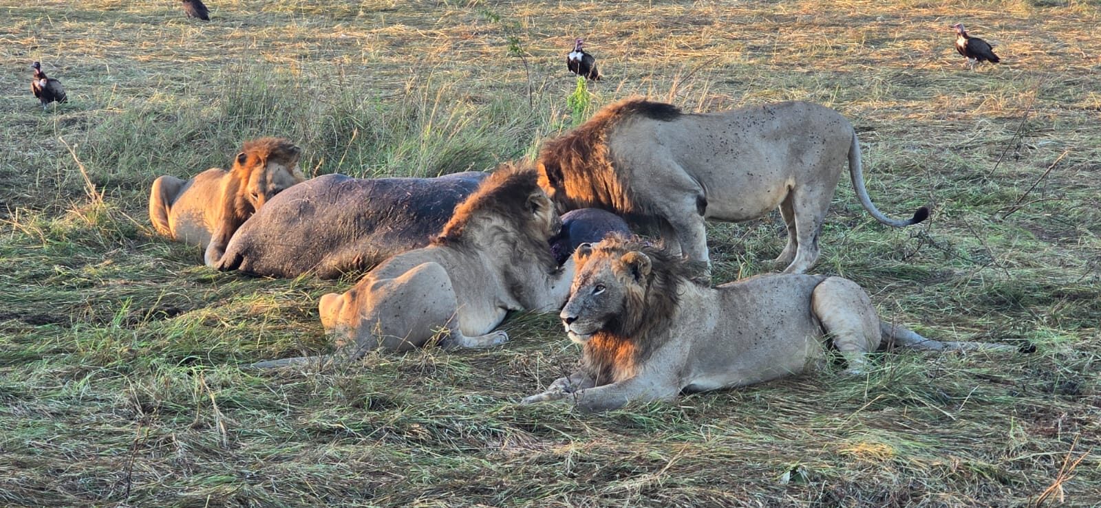 Golden hour in the bush