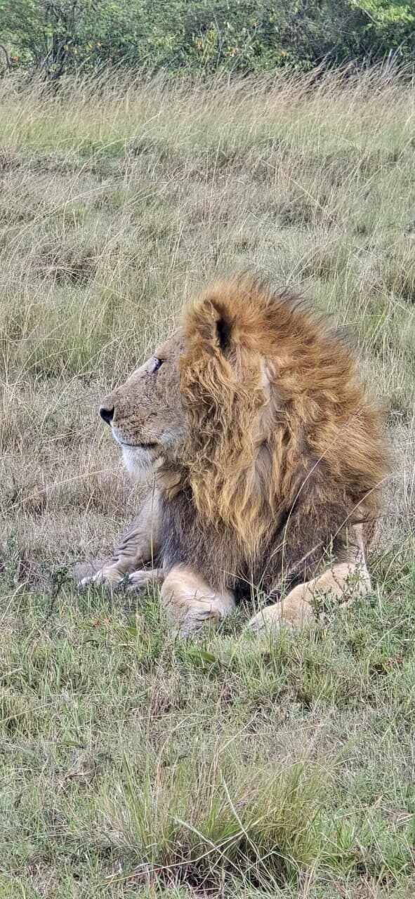 Safari vehicle in the wild