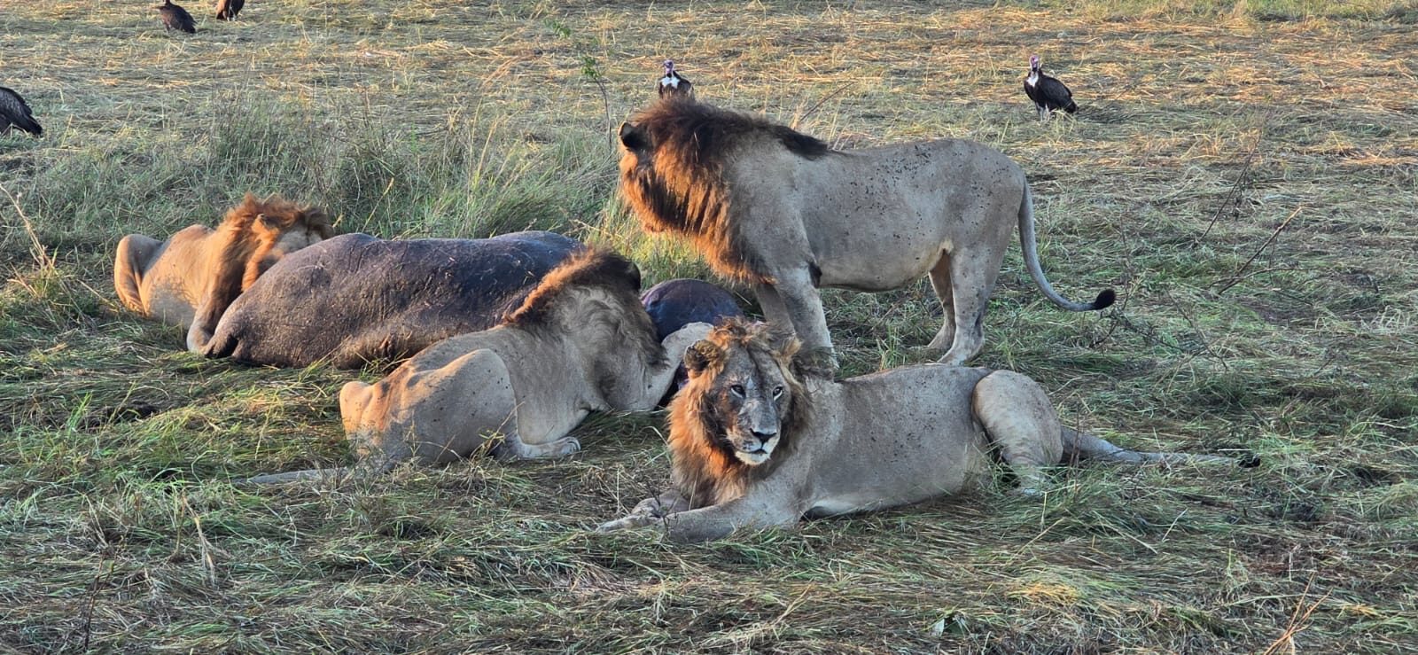 Life on the savannah