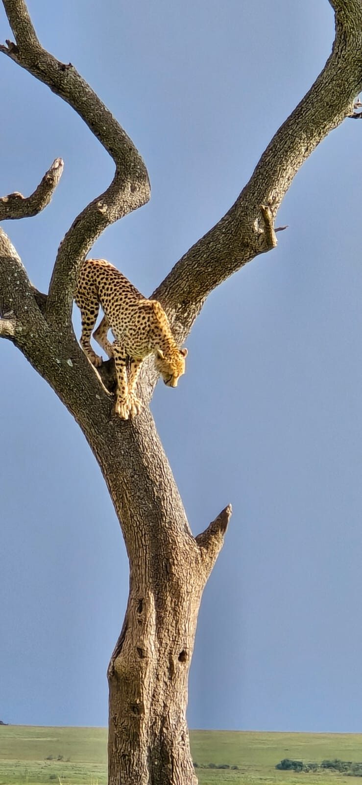 Wildlife up close