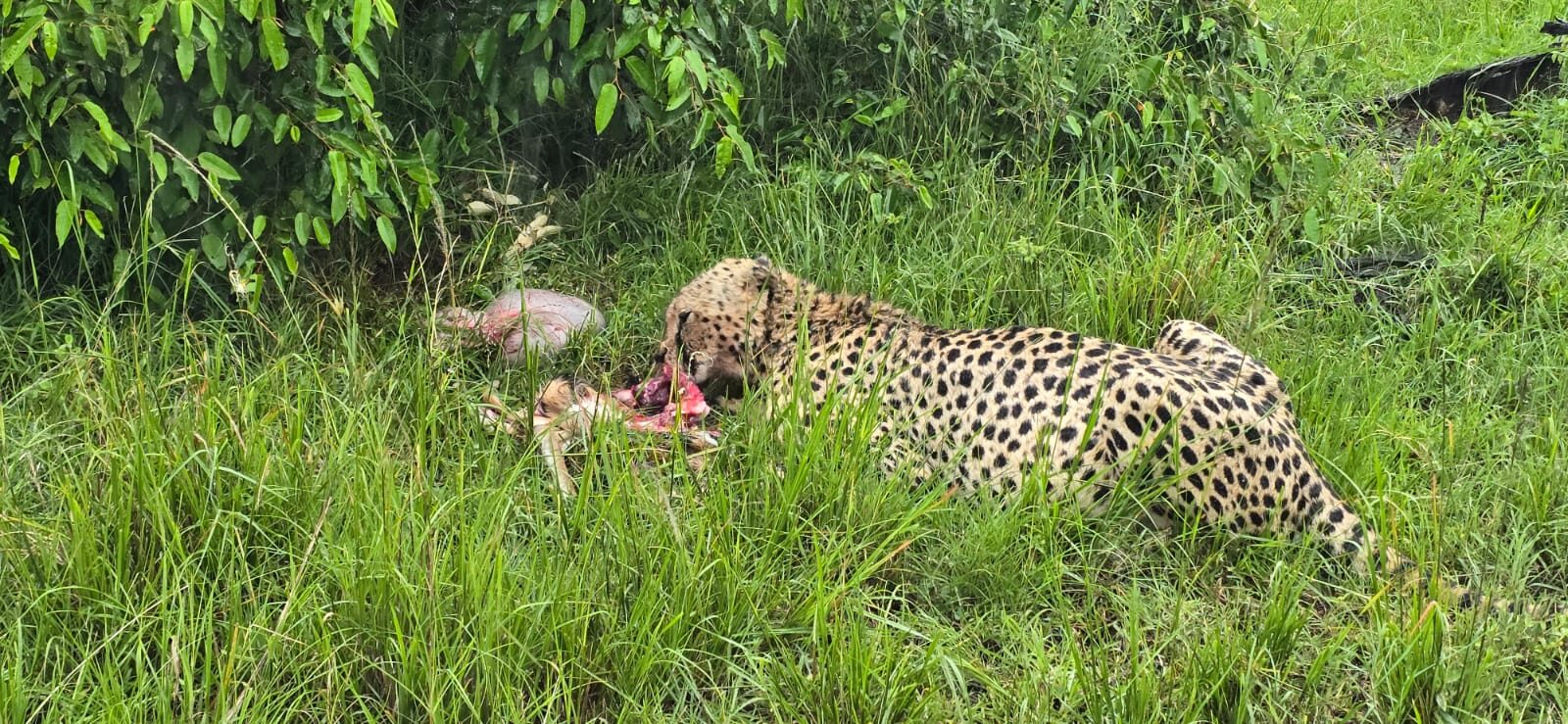 Guests on safari