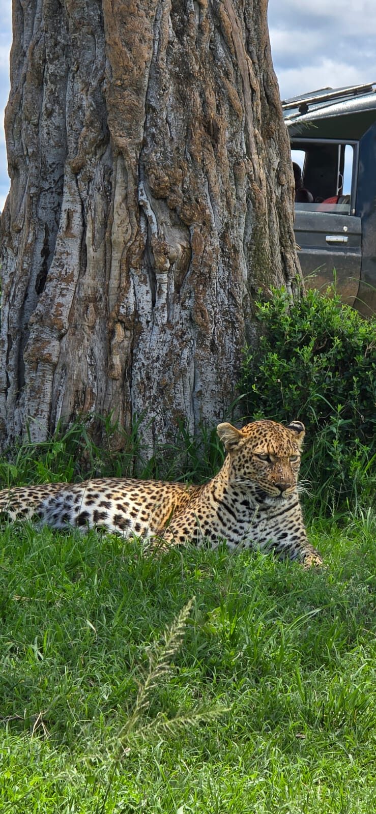 Untamed Kenya