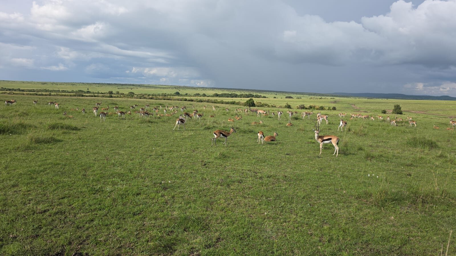 Real moments, real safaris