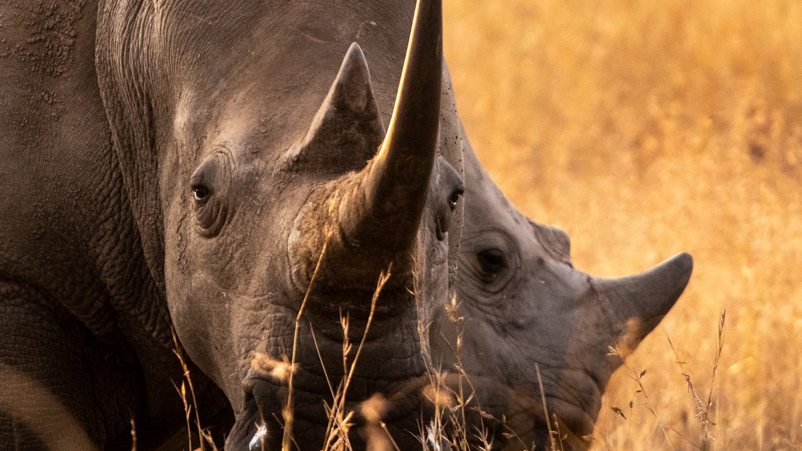 10-Day Kenya Big Five Safari: 10-day Kenya safari package