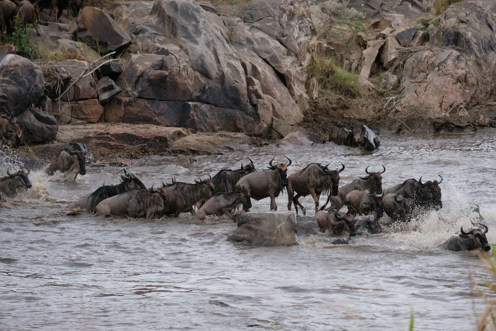 5-Day Great Migration Safari: 5-day Kenya safari package