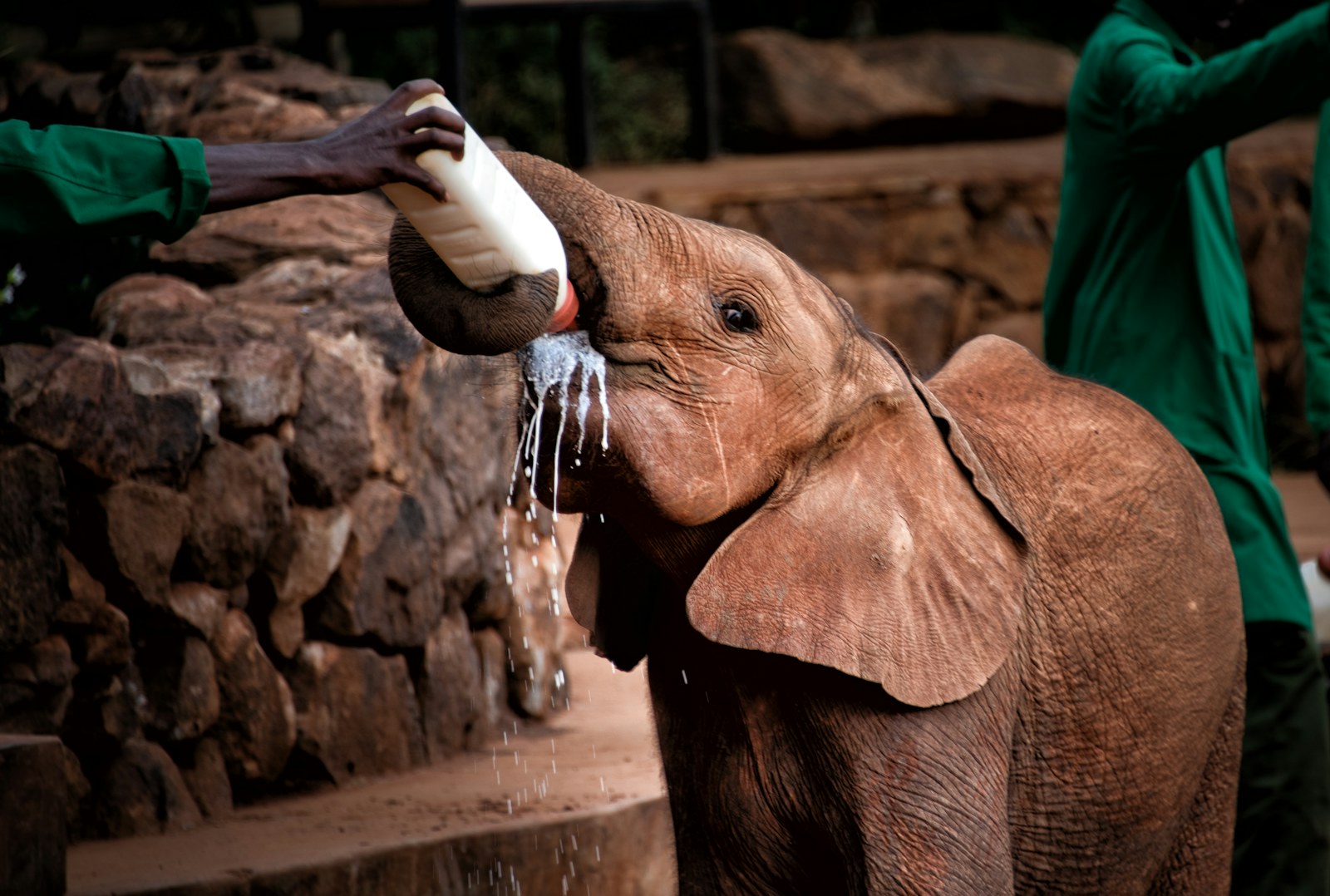 Nairobi Day Tour: 1-day Kenya safari package